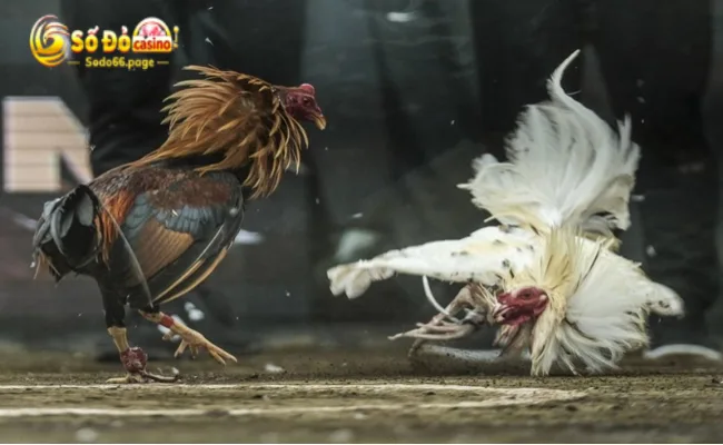 Đá gà Miền Tây – Khám phá trại đá gà lớn nhất Việt Nam 